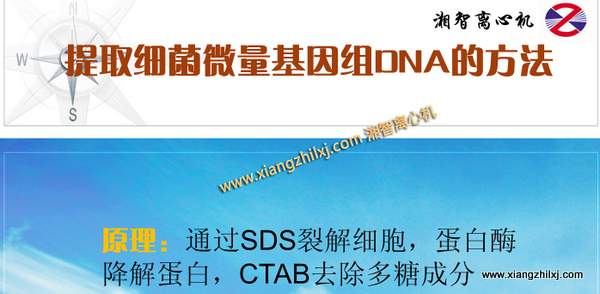 用高速离心机提取细菌DNA的课件